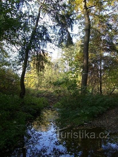 Gručovka: Uitzicht op de beek