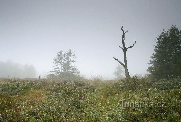 Grünwald Heath