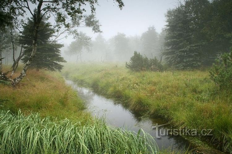 Lande de Grünwald : fossé de drainage près de la lande