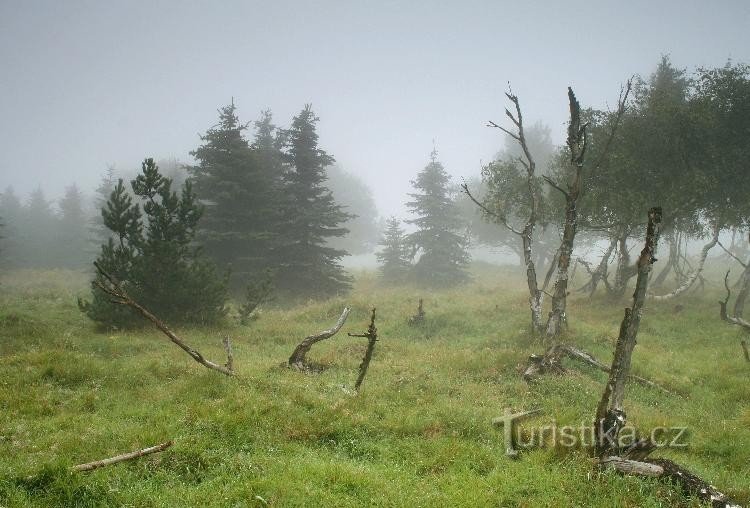 Grünwald heide: omringende heide