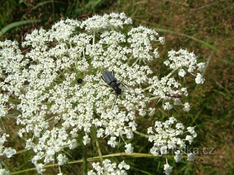 Gruníček - siodło