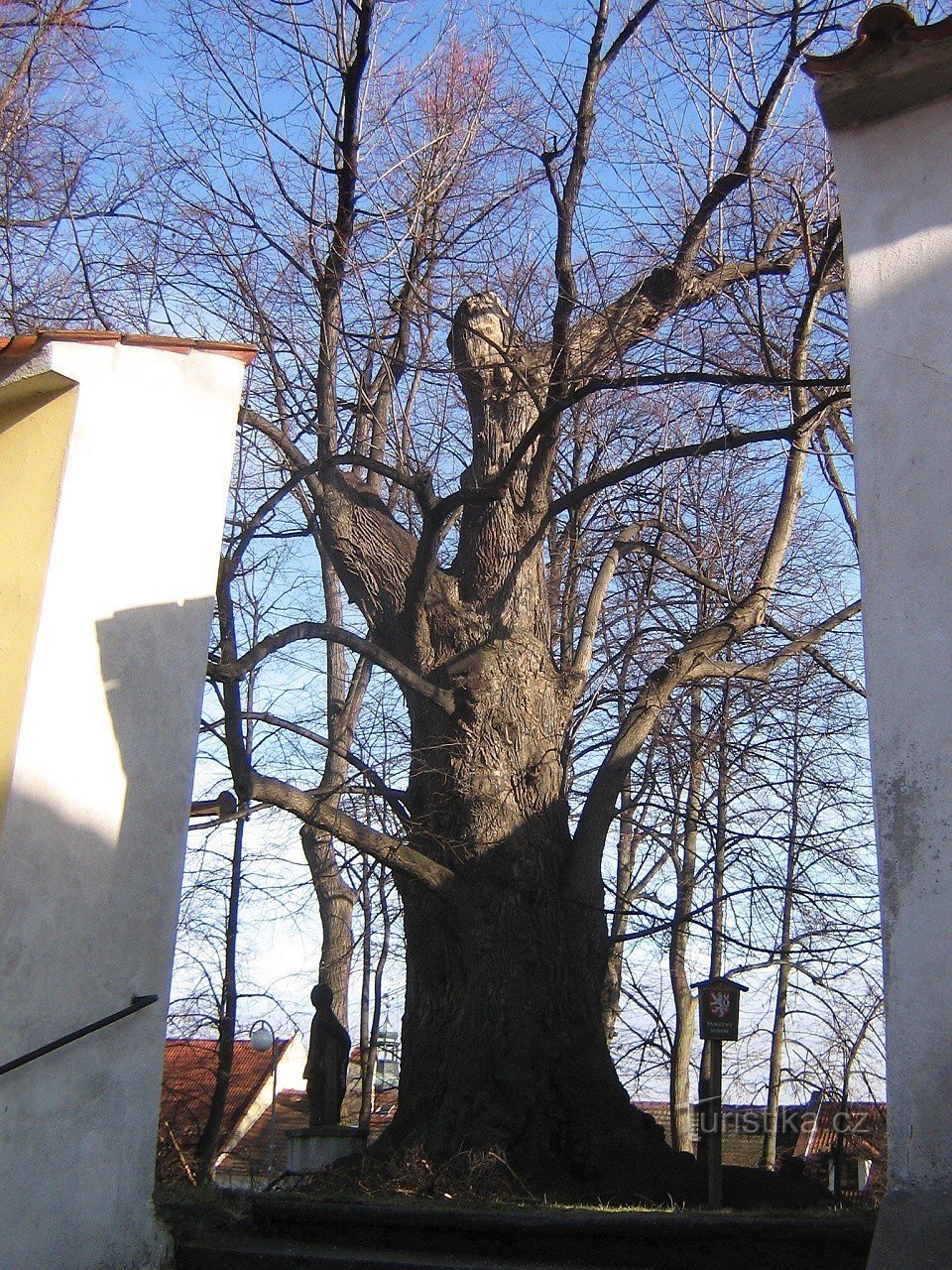 Η φλαμουριά του Γκουρρέ - δέντρο της χρονιάς 2008