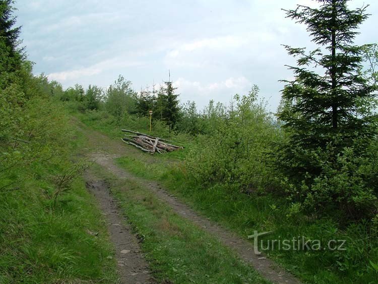 Bélnyereg - juhar