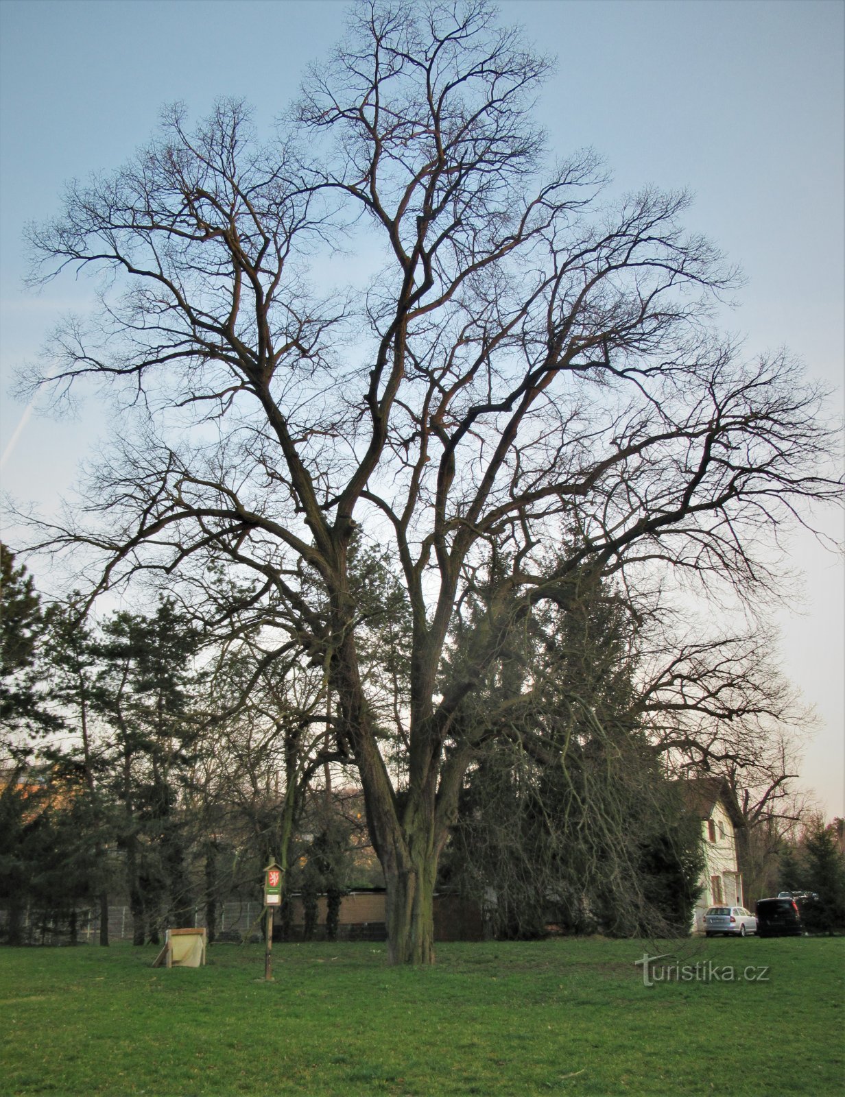 Habitus of the tree in early spring