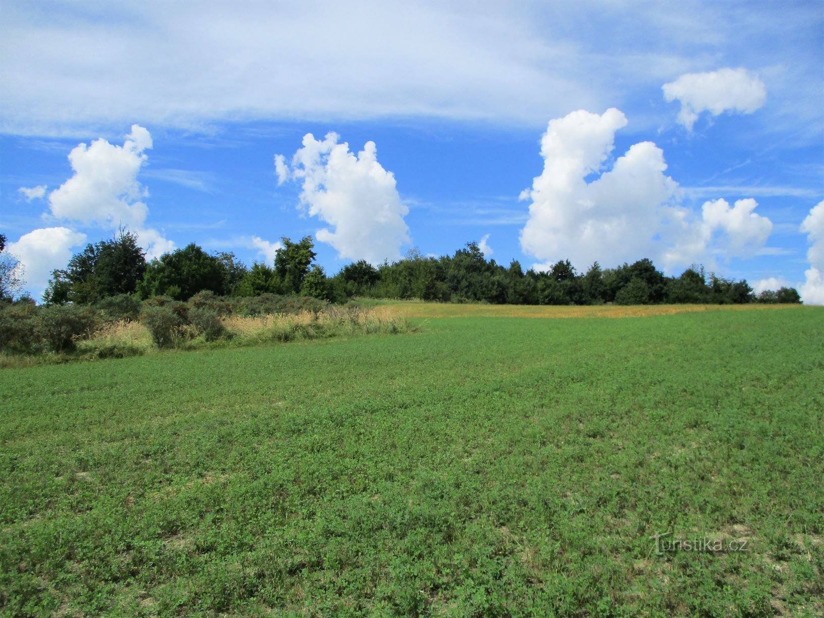 Habřina (Nepasice, 23.8.2020)