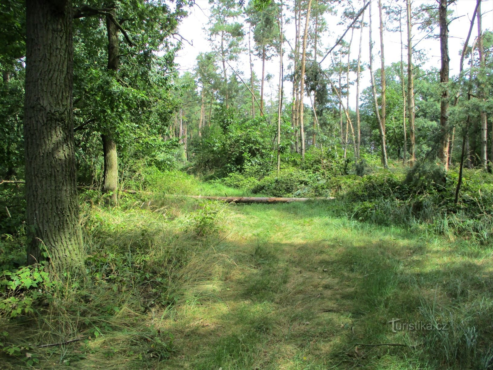 Habřina (Nepasice, 23.8.2020)