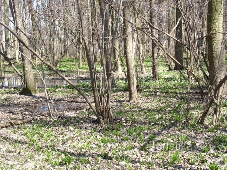 floresta de carvalho carpino na primavera