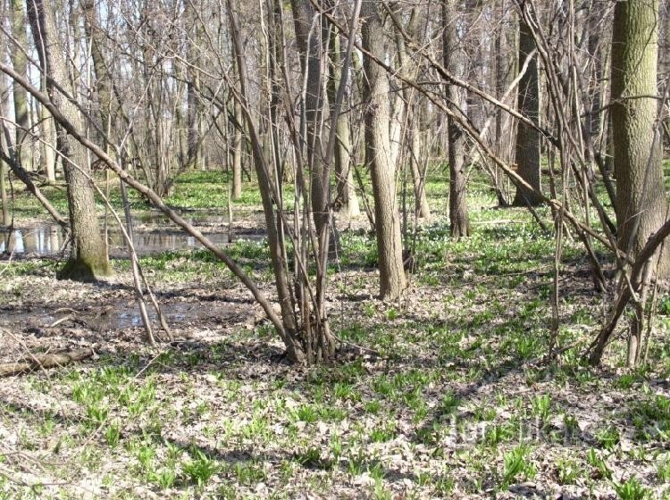 bosco di querce di carpini in primavera