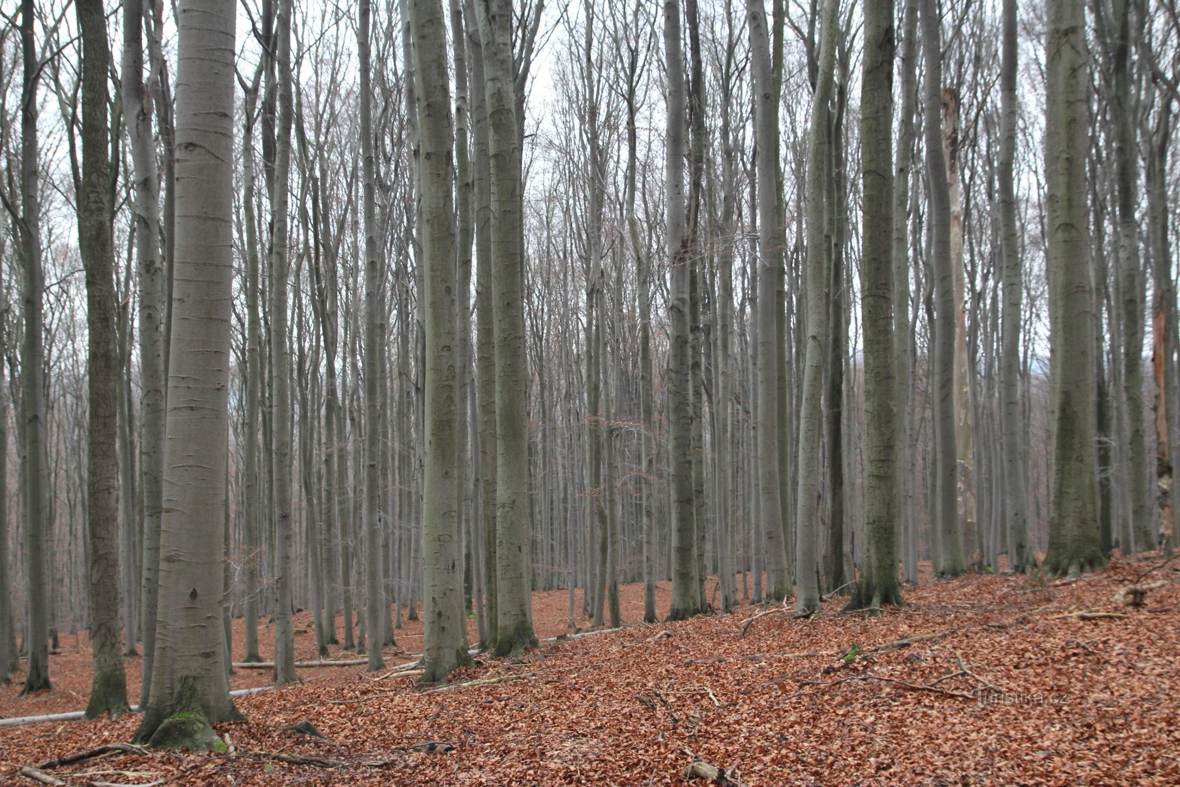 Habrůvecká bučina - pogled u unutrašnjost rezervata