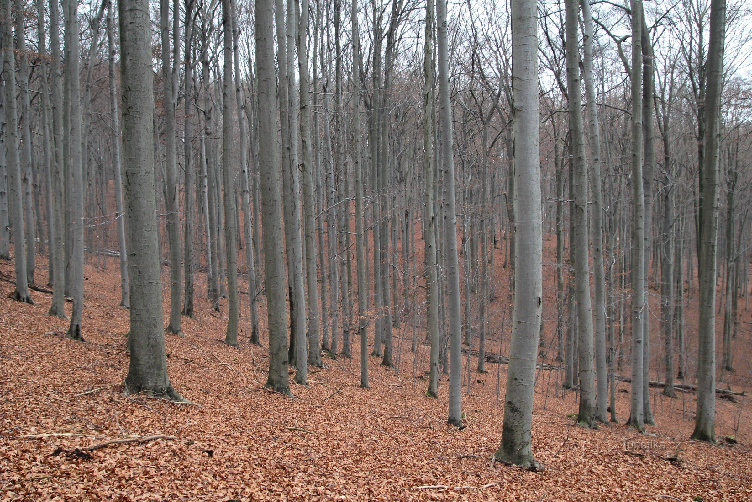 Habrůvecká bučina - zajrzenie do wnętrza rezerwatu