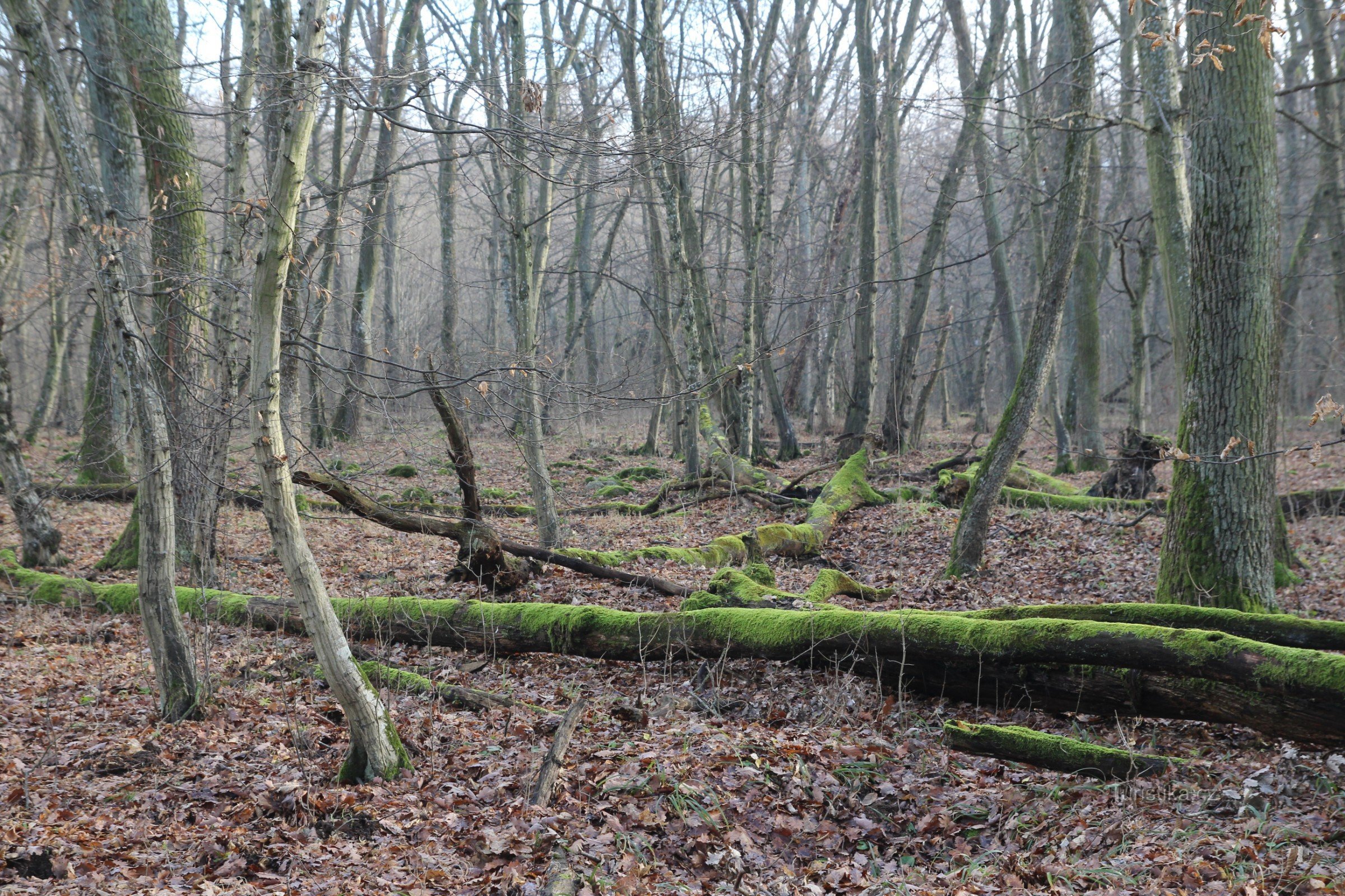 Hádecká plain - national nature reserve