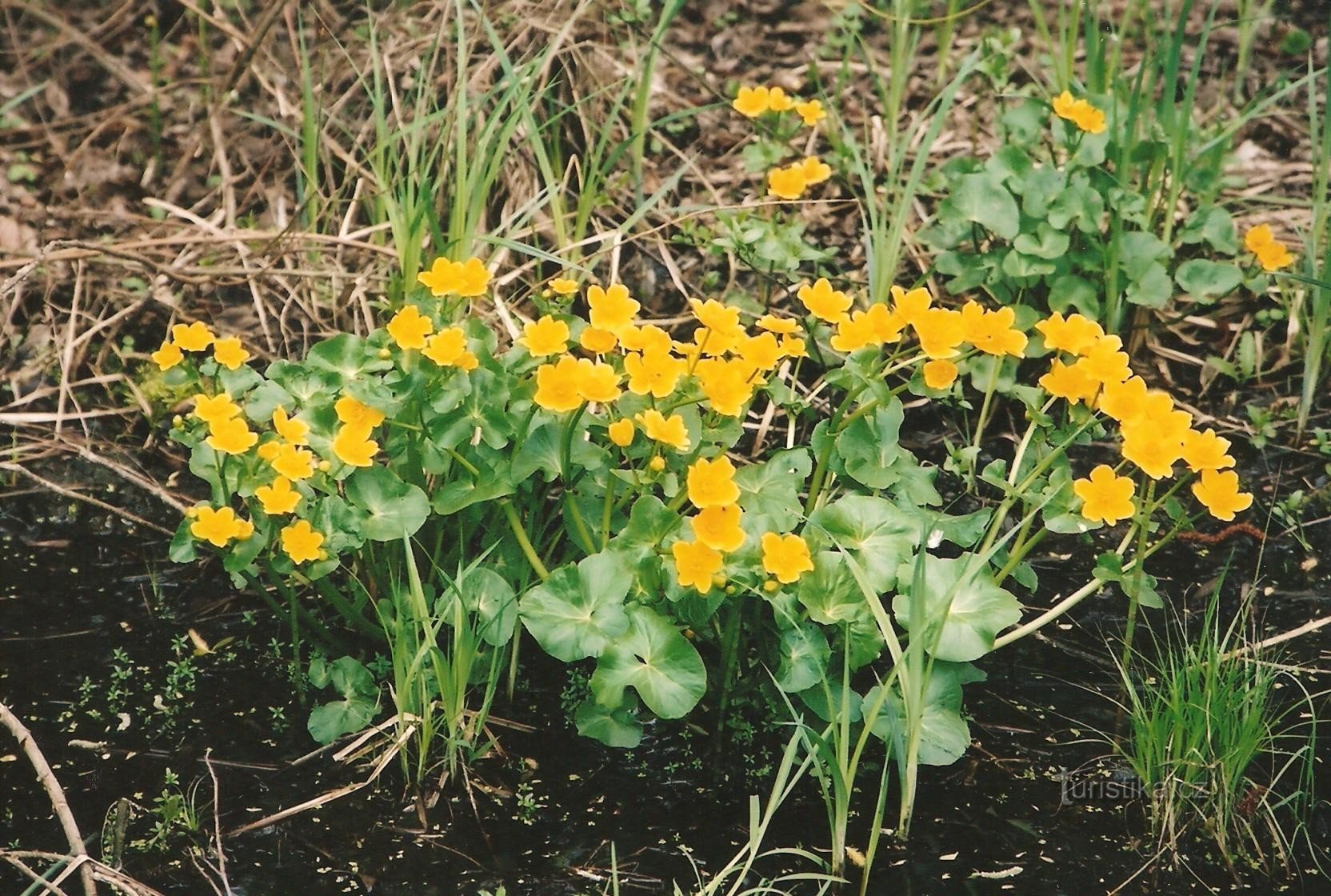 ハデケ牧草地