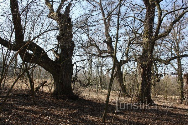 ペタル・ベズルチの木立