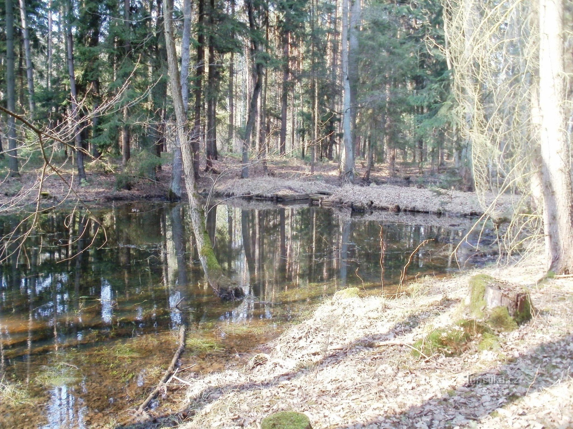 Haltýre - Hradecké lesy