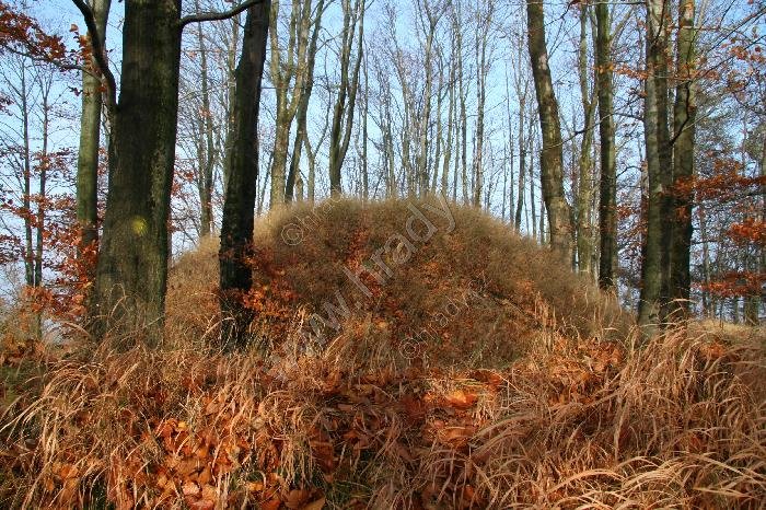 Hamerský Špičák