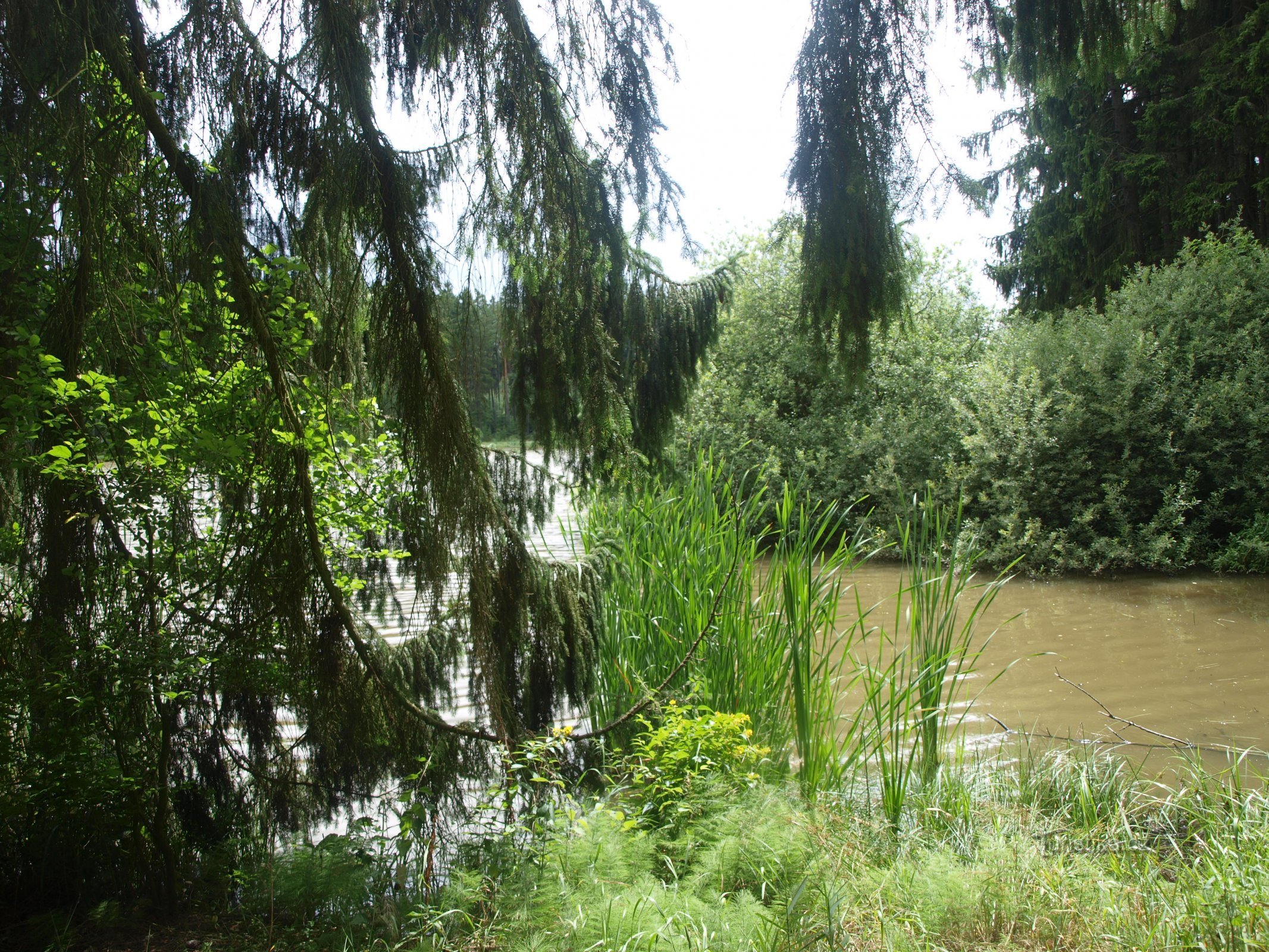 Hamrnica wetlands