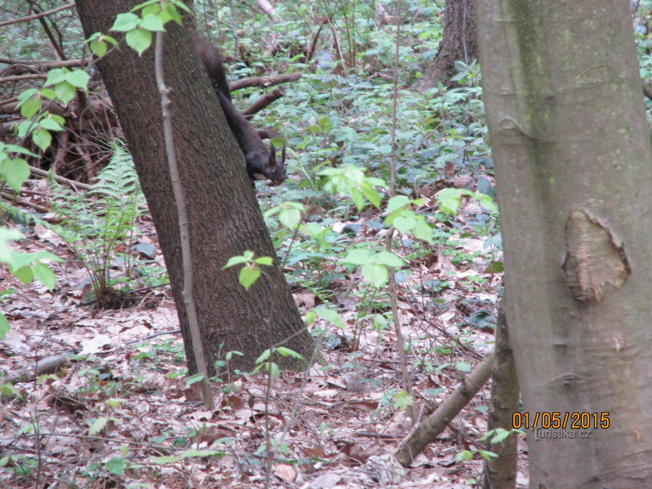 Parcul forestier Havířovský Stromovka