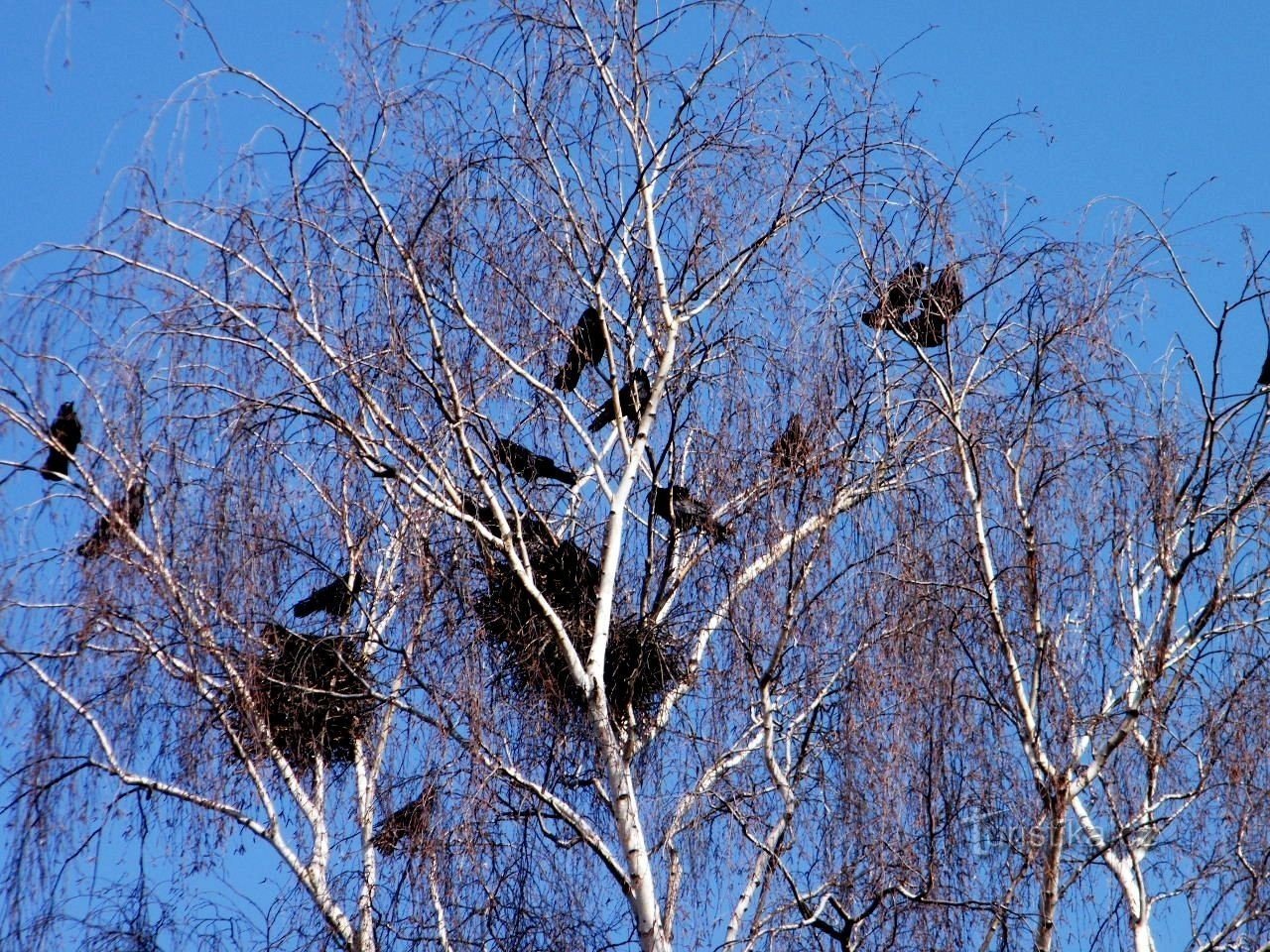 raven dwelling