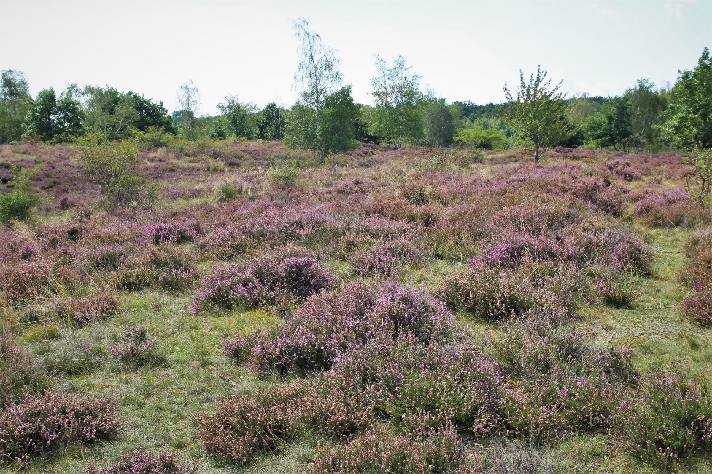 Havraníky - brughiera