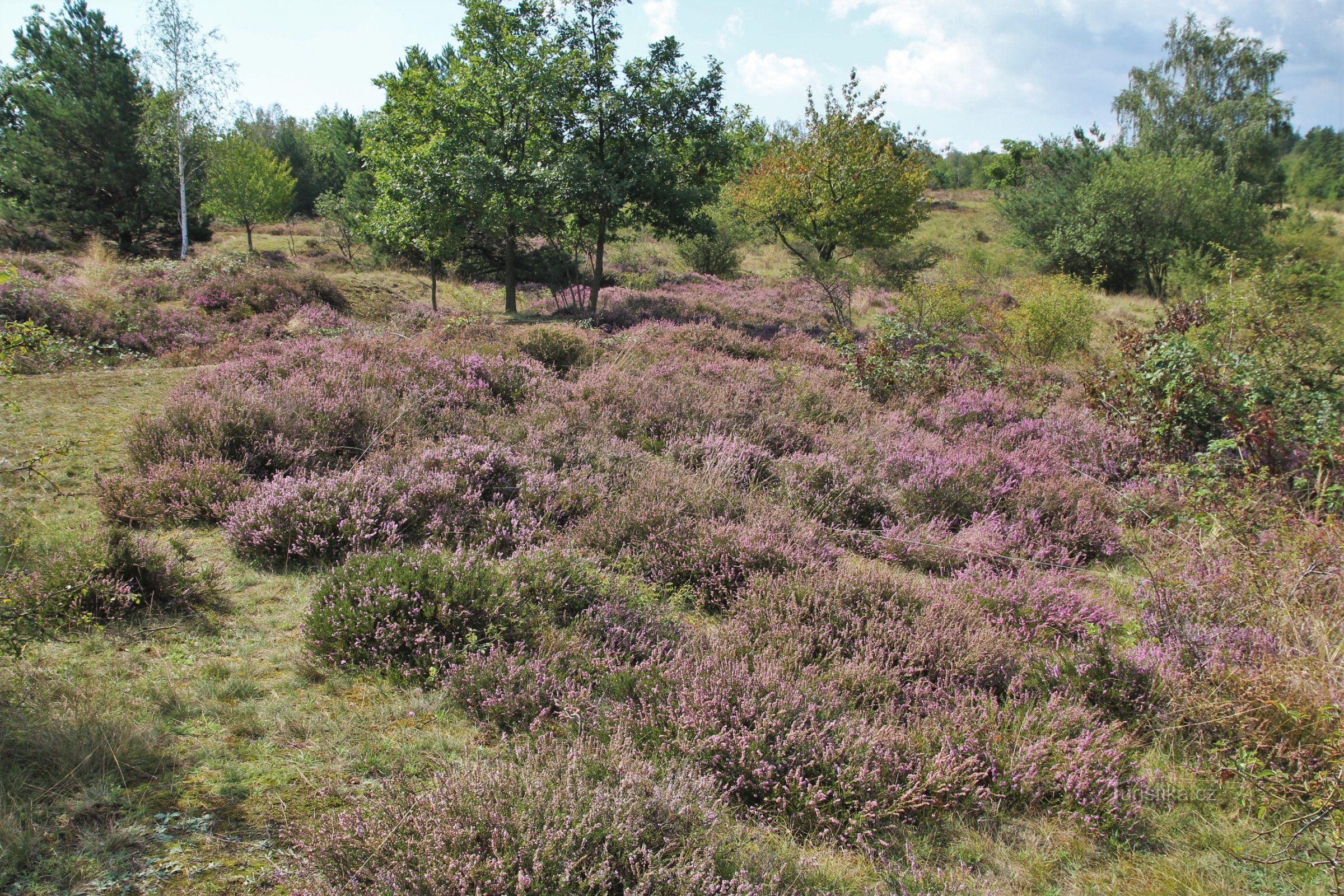 Havraníky - heide