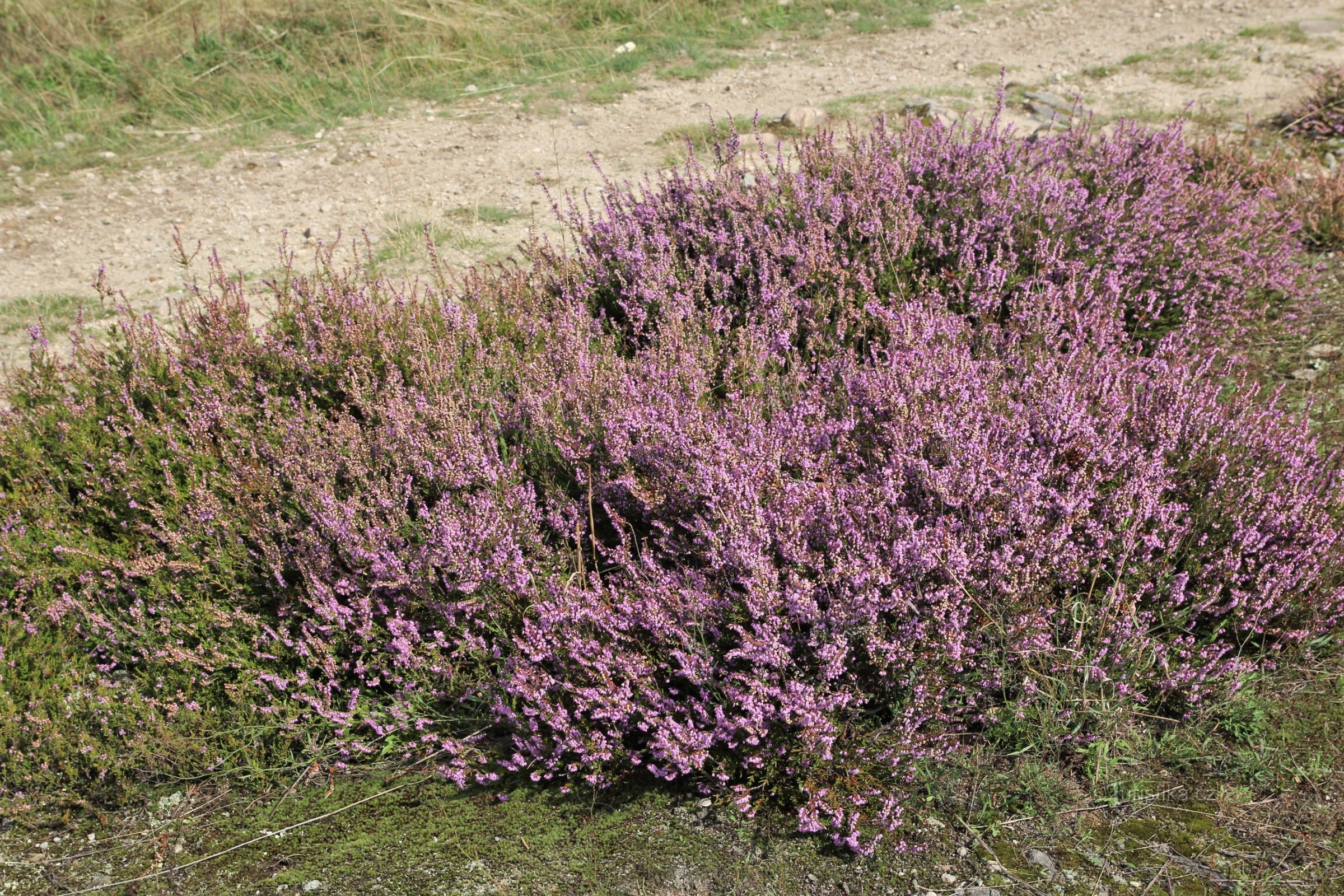 Havraníky - Heide