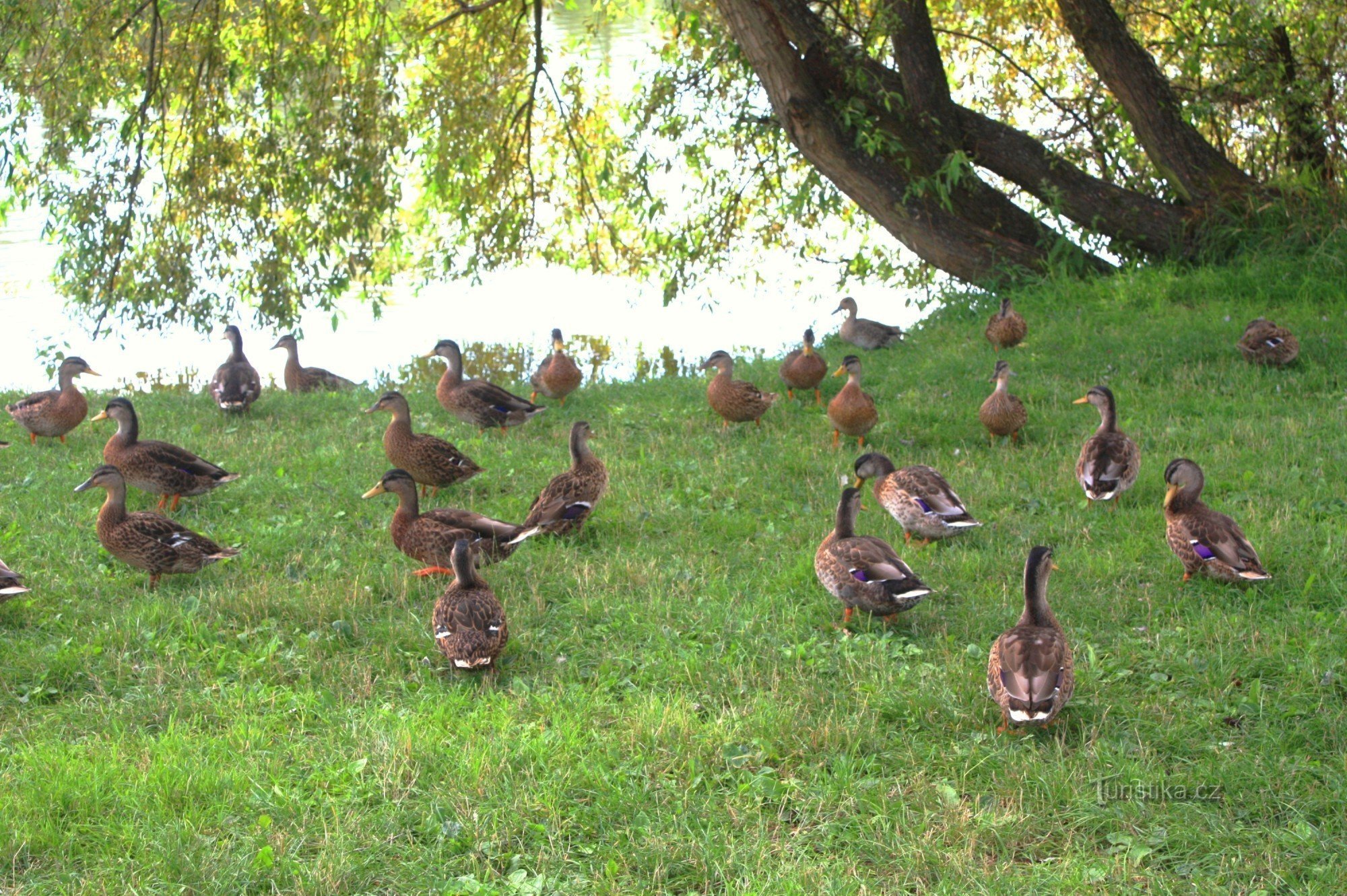 一群鸭子在池塘岸边