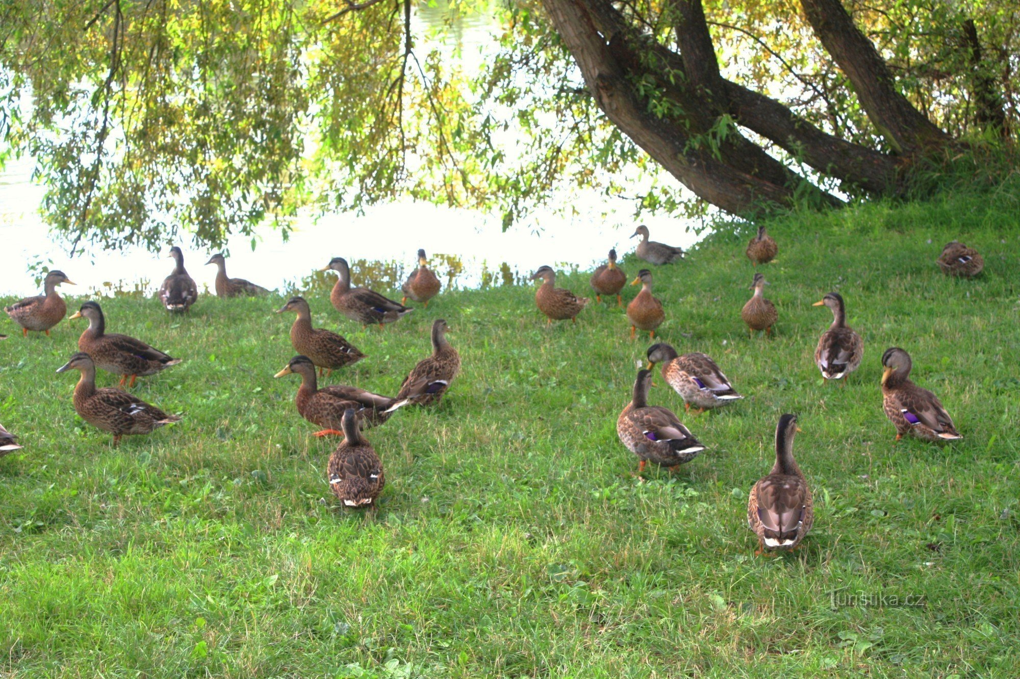 A flock of ducks on the shore of a pond