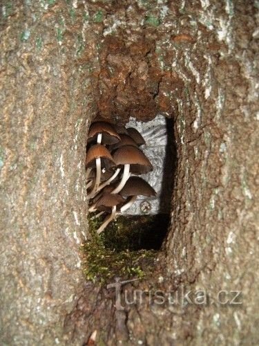 Testa di Cristo ricoperta di vegetazione nella cavità di un albero (Foto 2005)