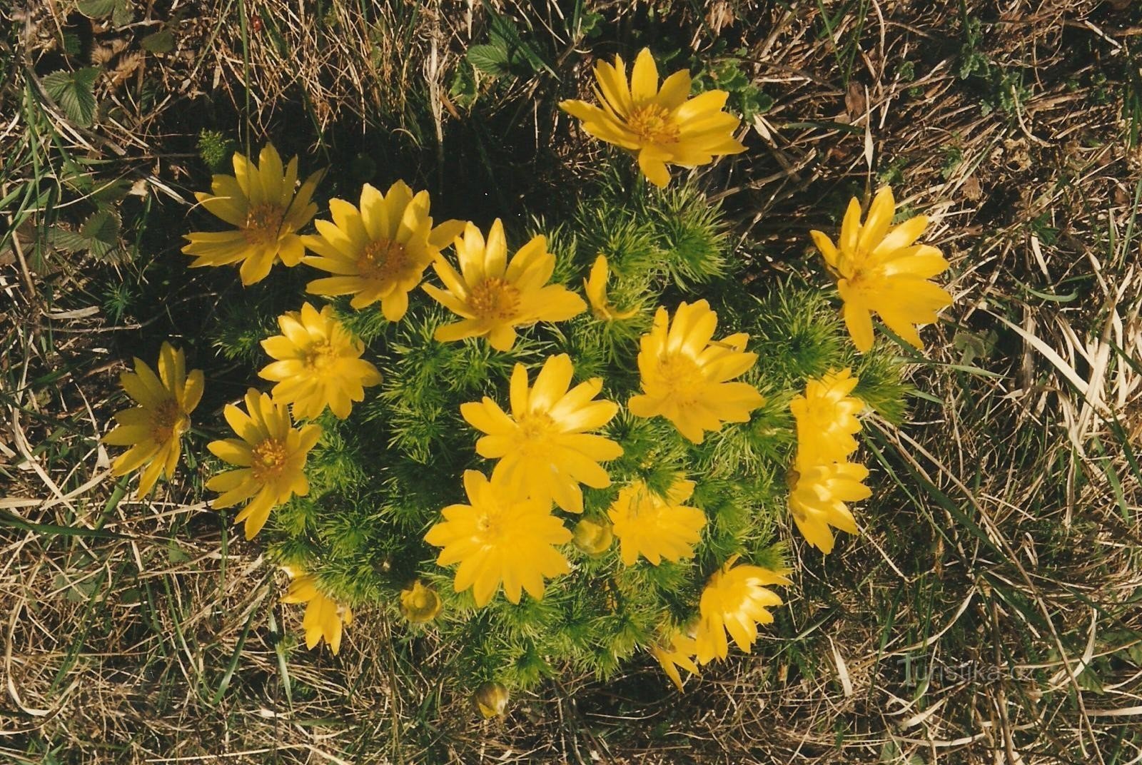 het hoofd van de lente