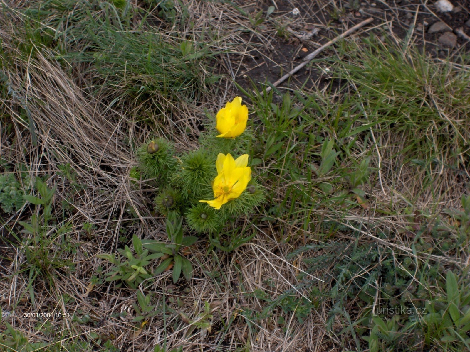 het hoofd van de lente