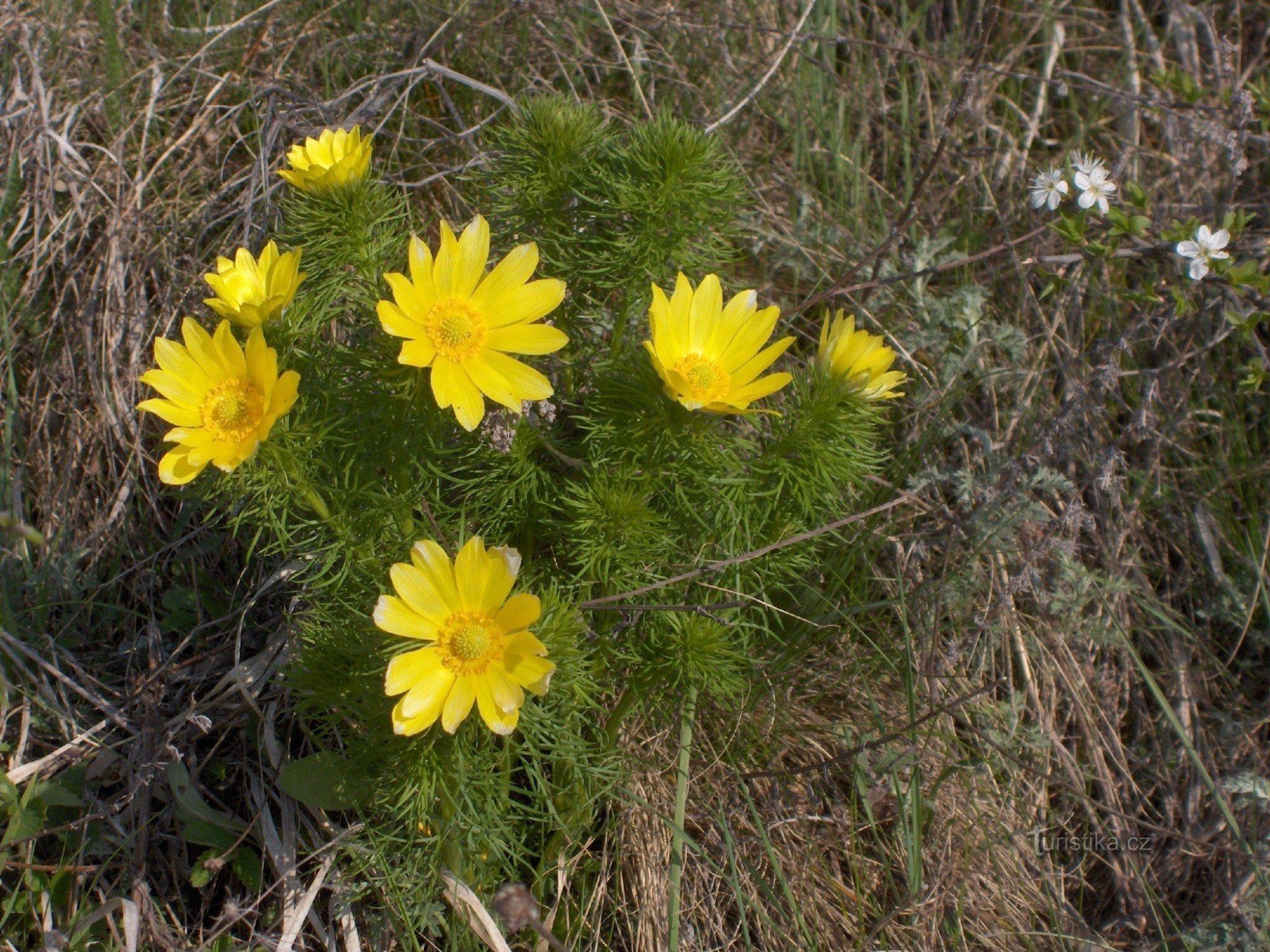 la tête du printemps