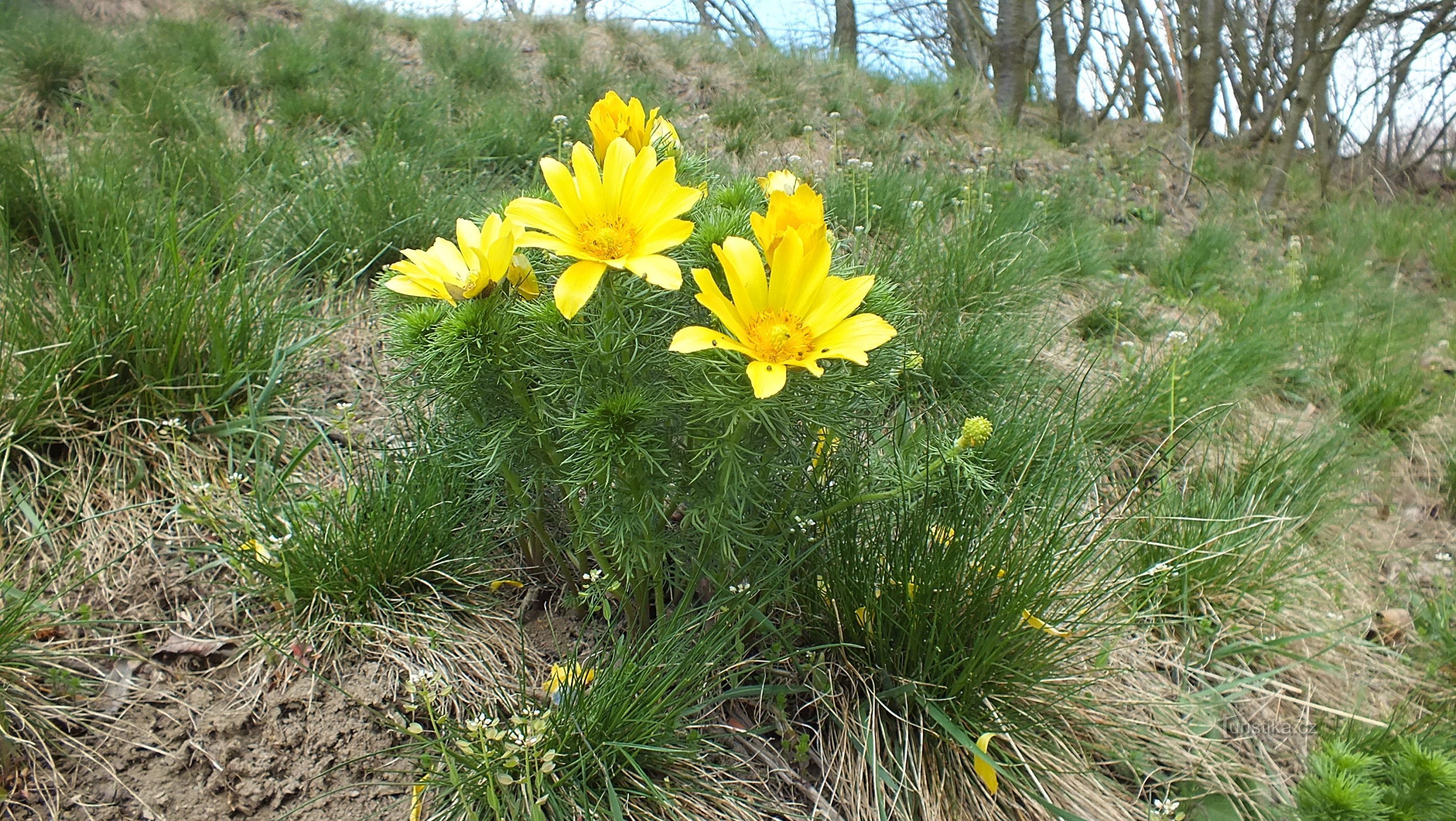 la cabeza de la primavera