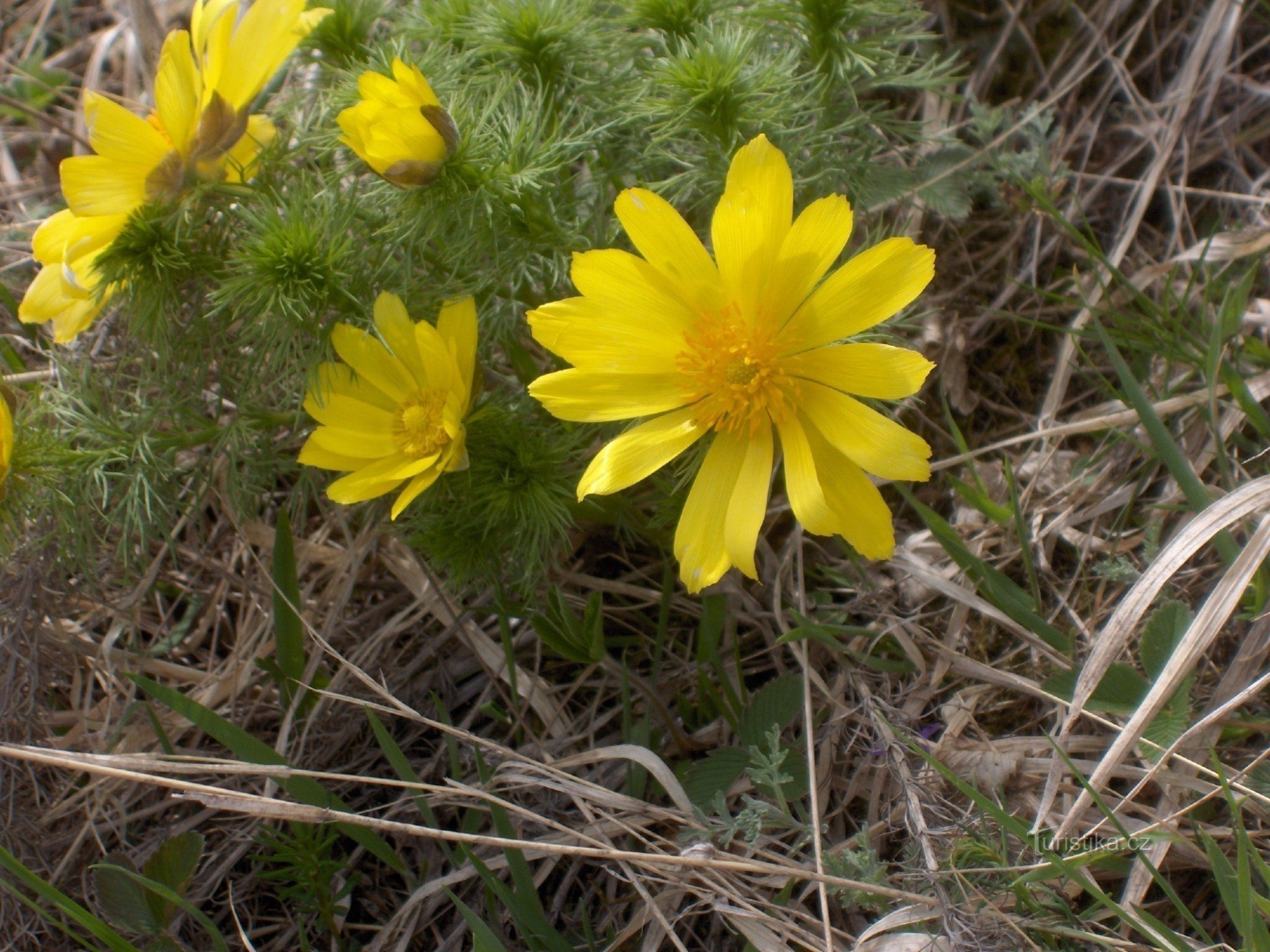 la tête du printemps