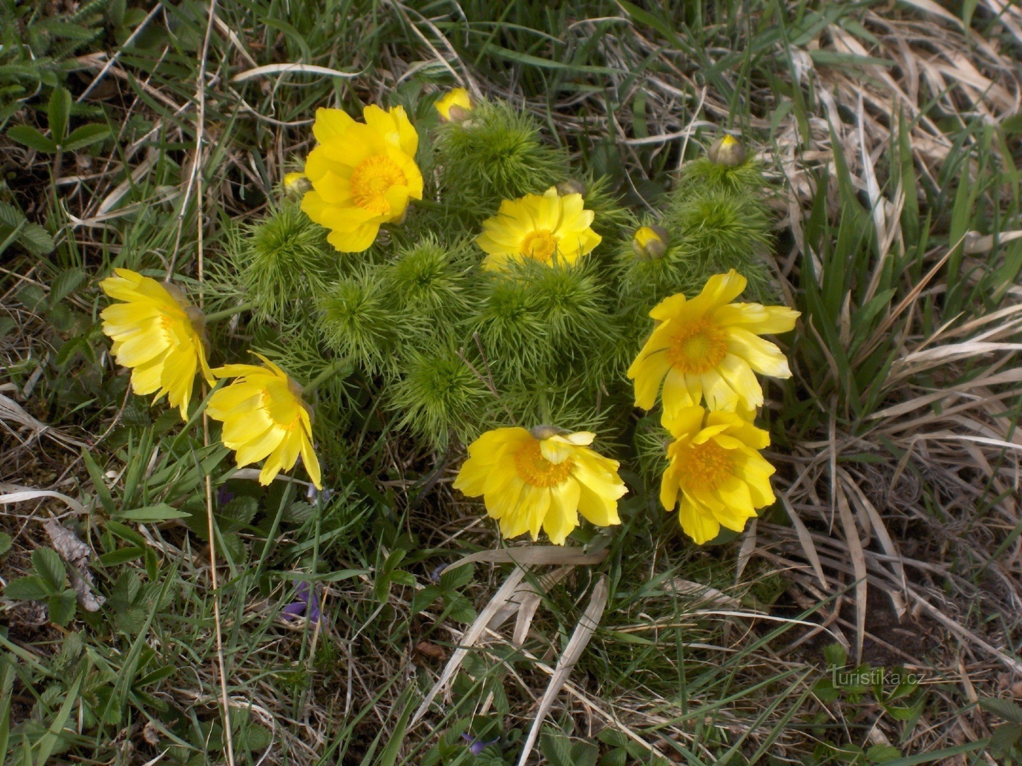 la cabeza de la primavera