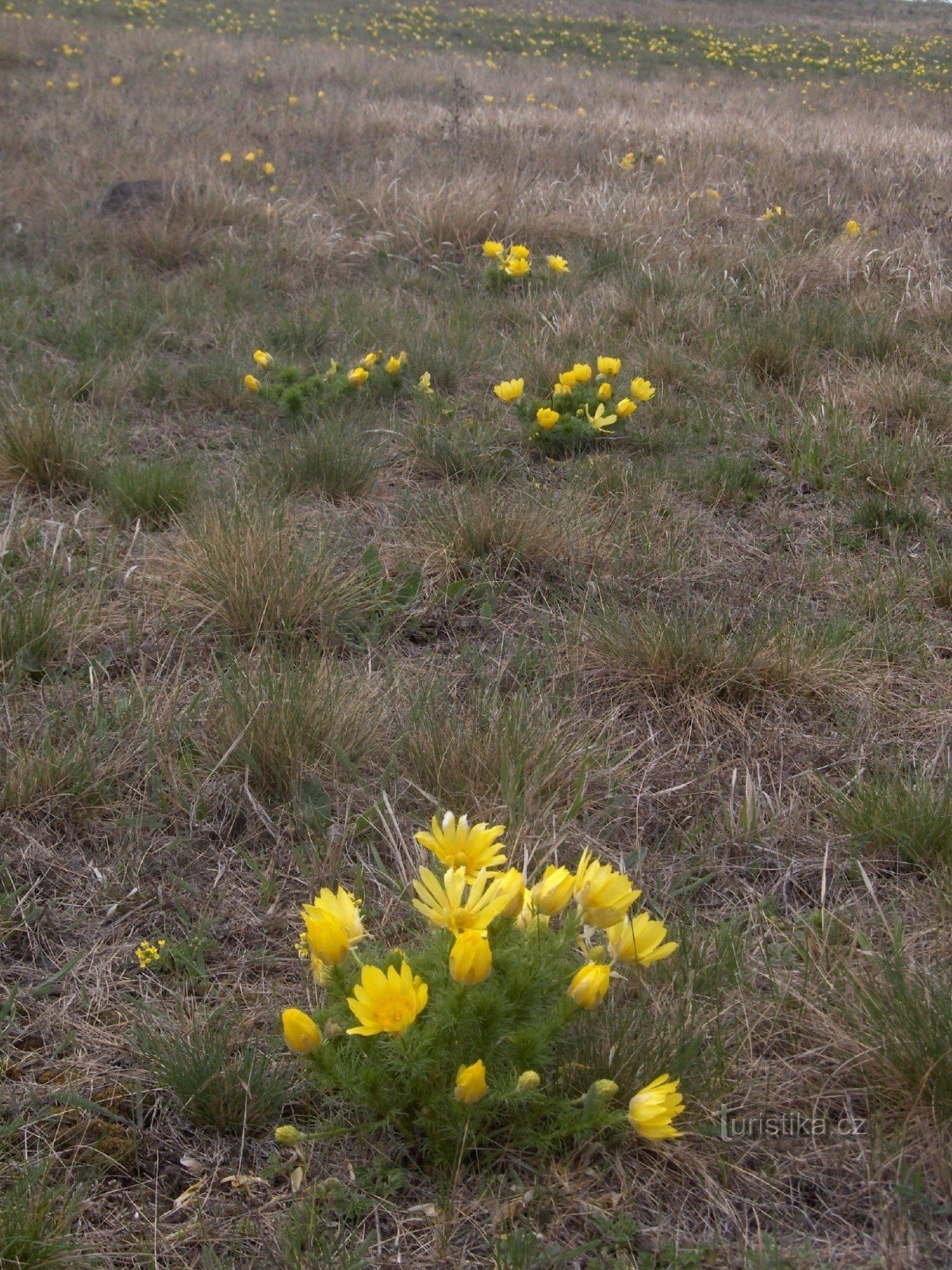 la tête du printemps