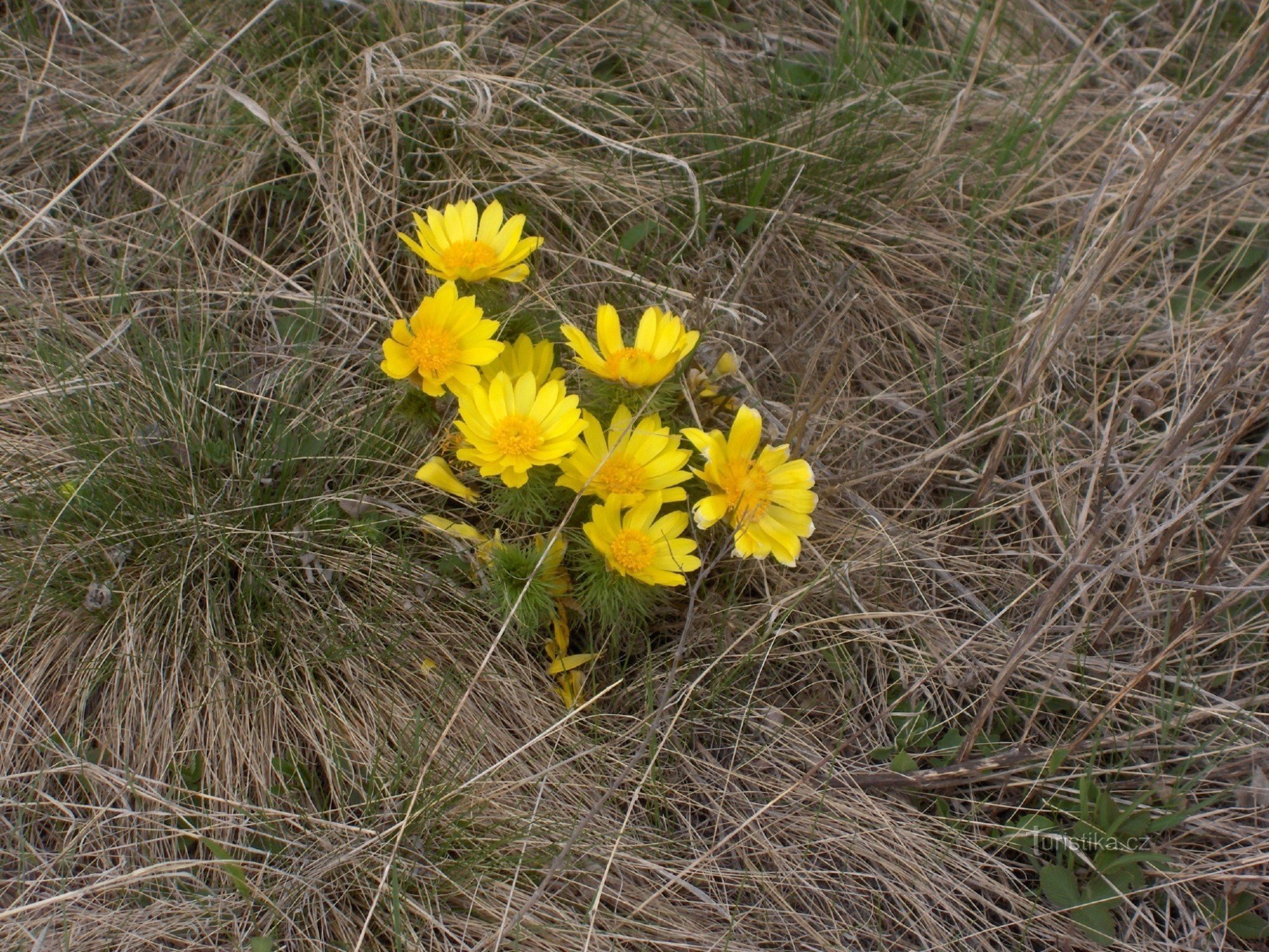 der Kopf des Frühlings