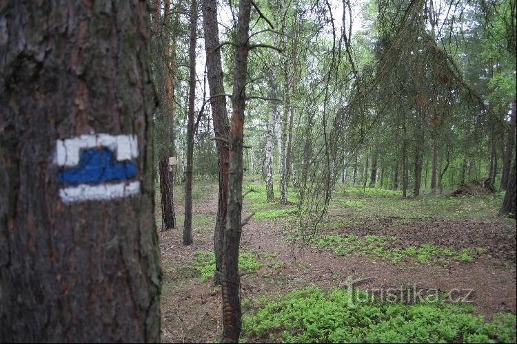 Hlaváčov (Starý hrádek): Inget finns kvar av slottet här, men det är en trevlig promenad.