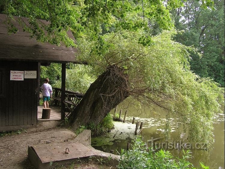 Heady willow by the sluice