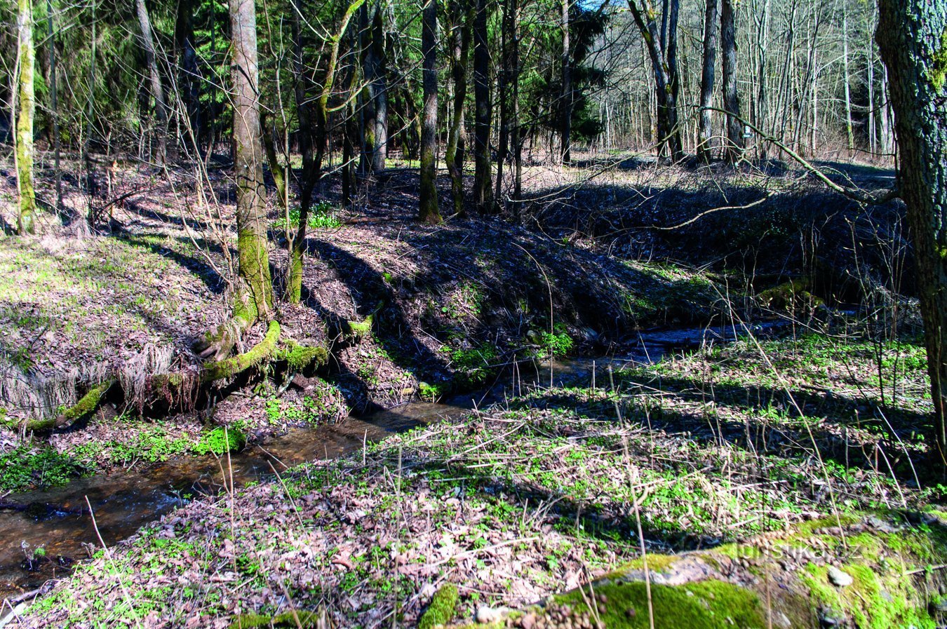 Mainly around the tributary from Žárovec