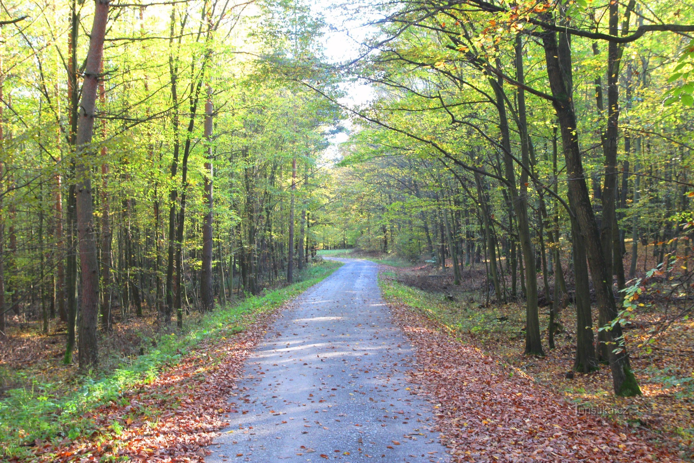 Drumul forestier principal de-a lungul crestei pădurii Bílovické