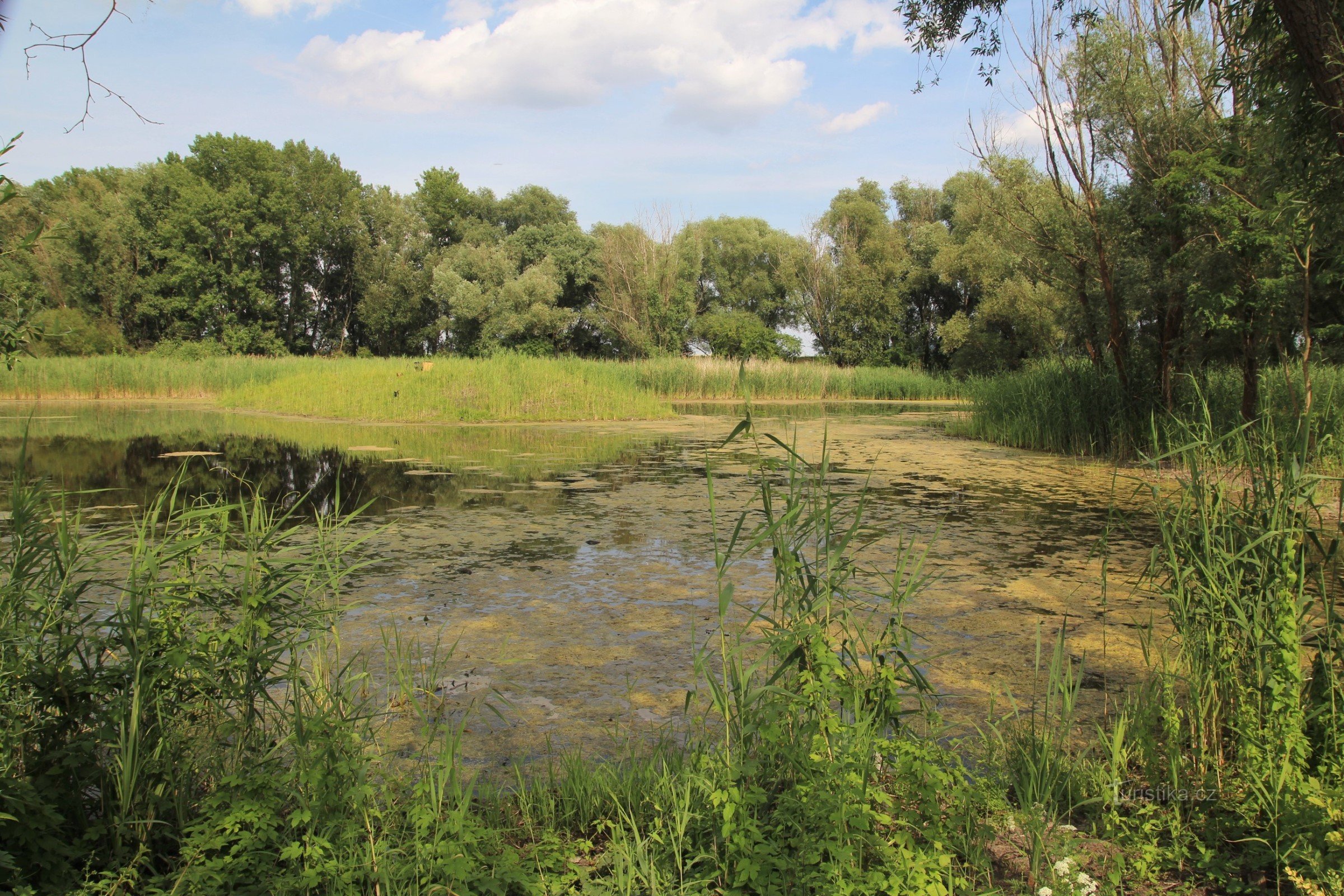 Main wetland with islet