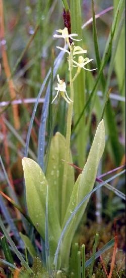 Loesel's tuber: a flowering plant