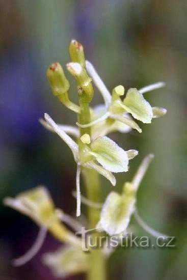 Loesel's tuber: flowers