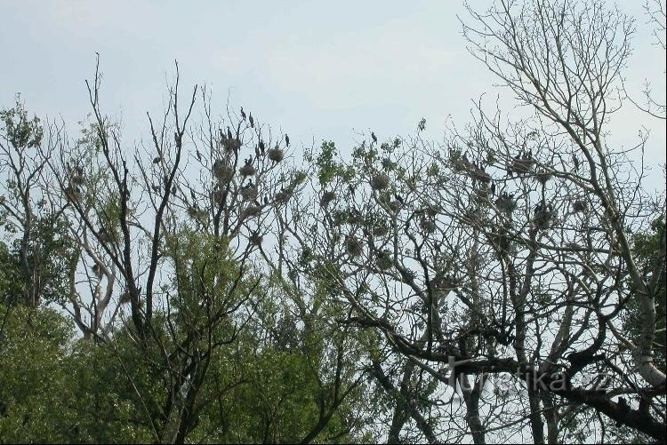 Gran nido de cormoranes en Křivé Jezera