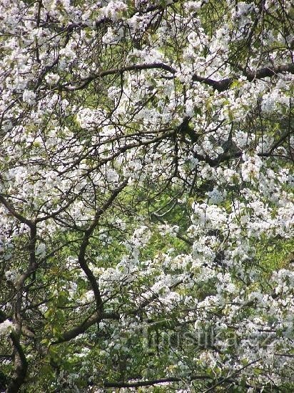 Holečkovy sady - spring 2006