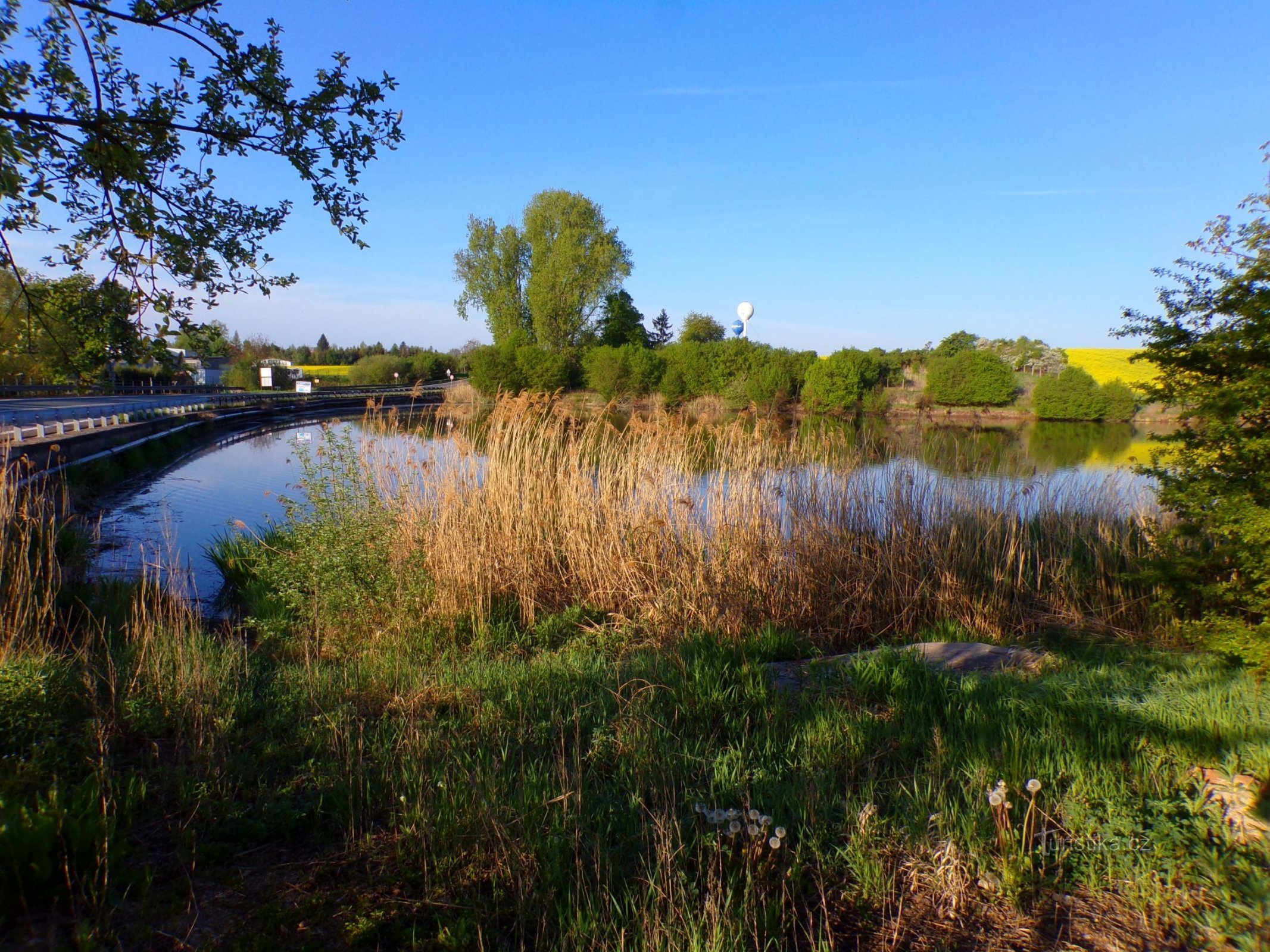 Holohlavský rybník (Holohlavy, 8.5.2022 maj XNUMX)