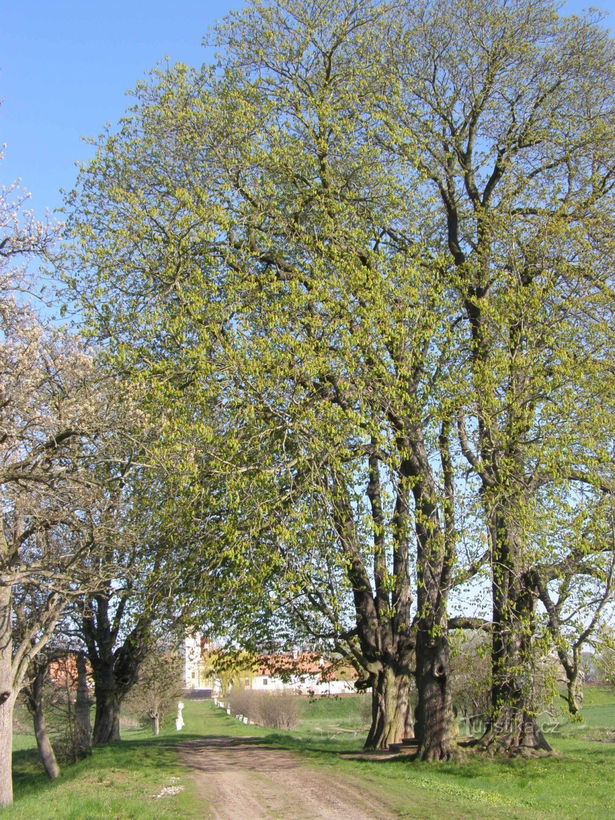 Kale hoofden - beelden, Vol. Pany Maria en St. Johannes van Nepomuk