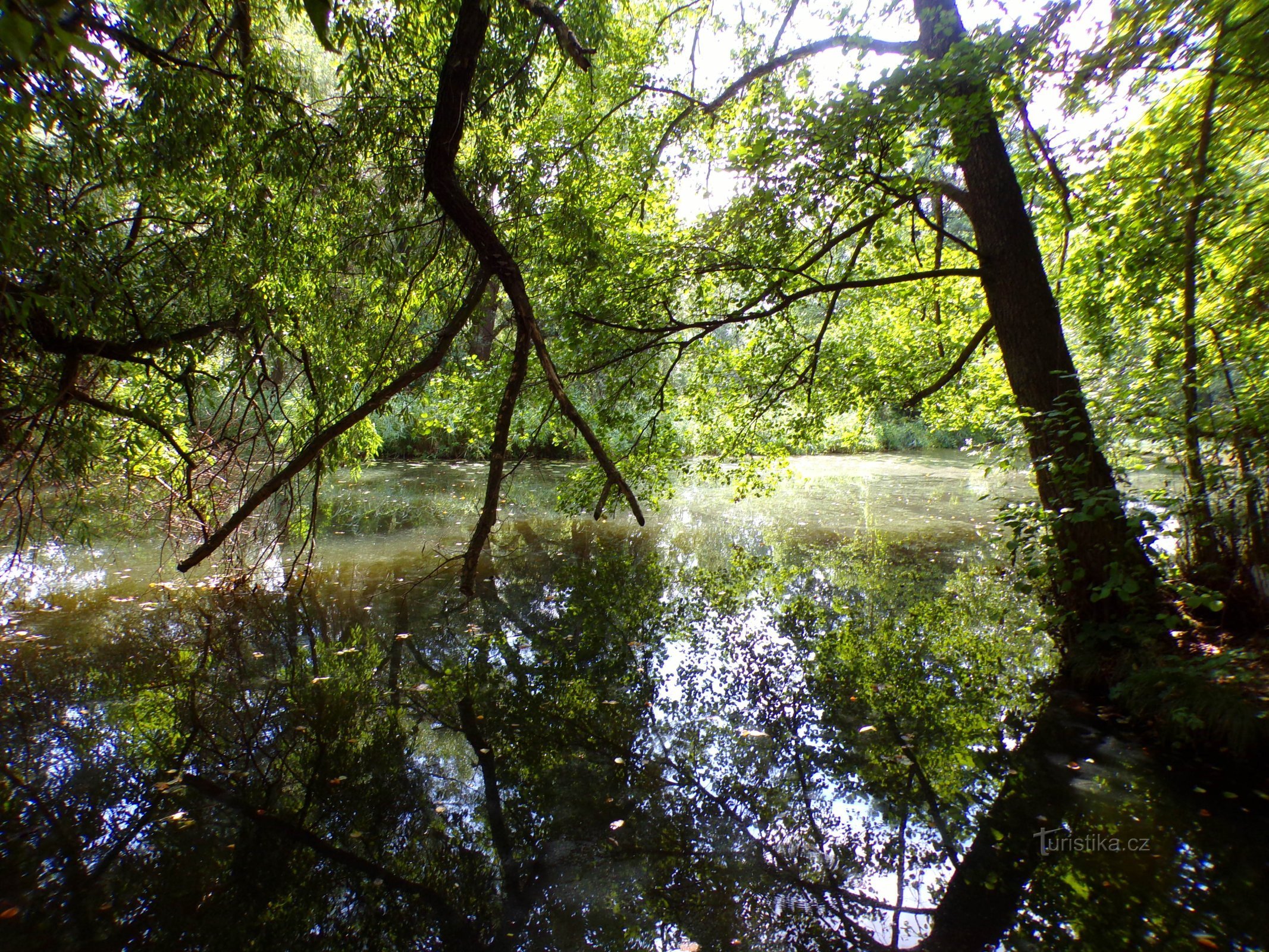 Holstein (Hradec Králové, 25.8.2022/XNUMX/XNUMX)