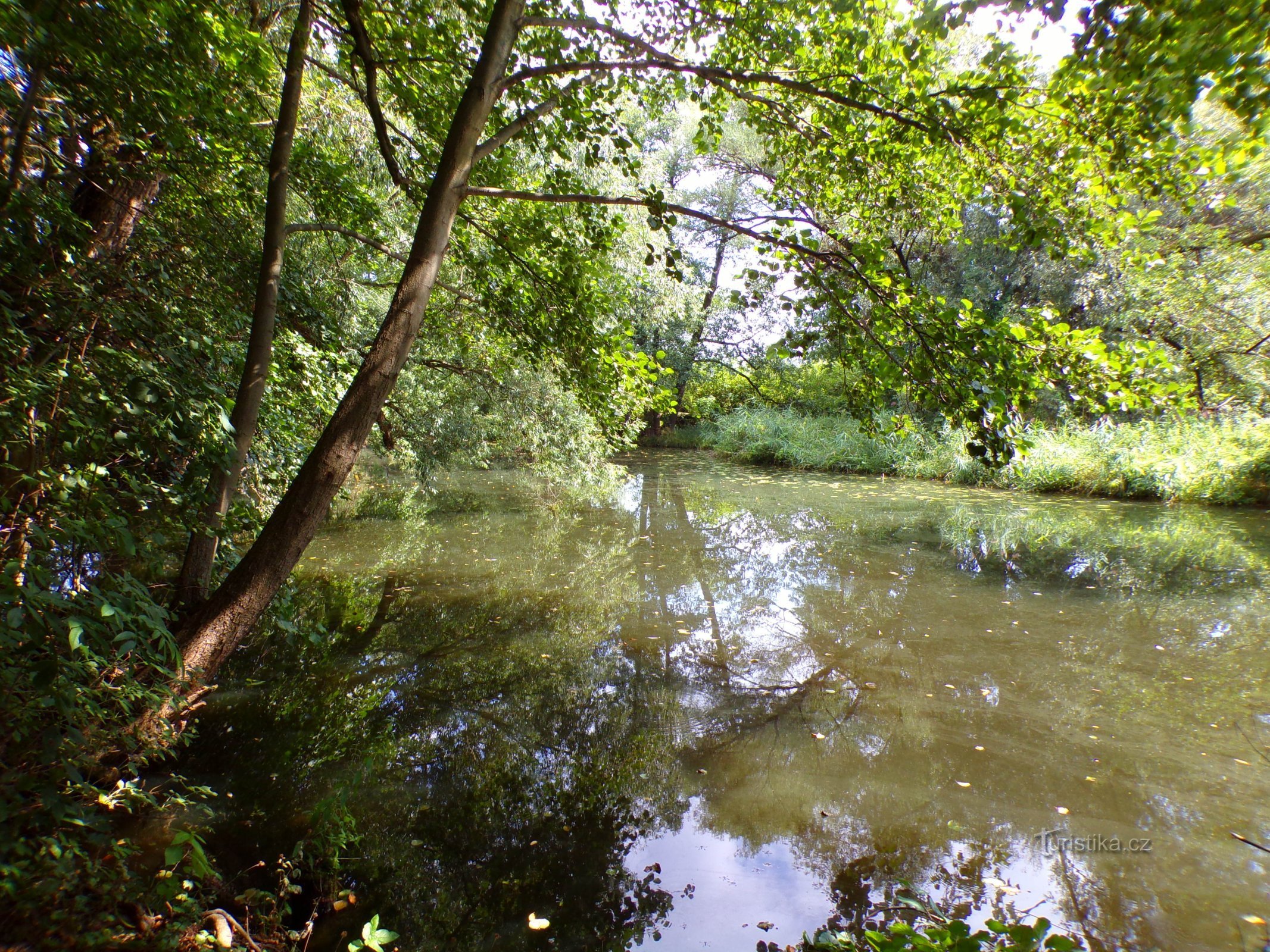 Holsztyn (Hradec Králové, 25.8.2022)