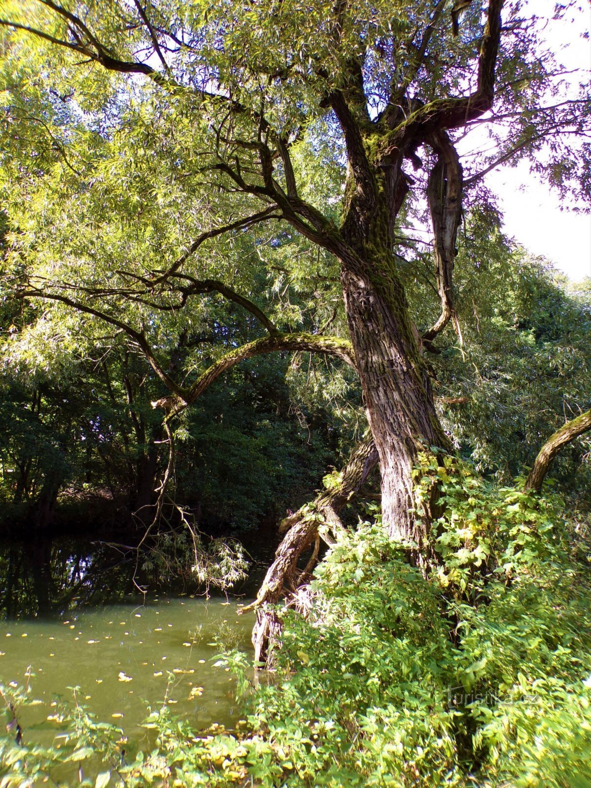 Holstein (Hradec Králové, 30.9.2021.)